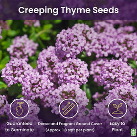 Marde Ross & Company Creeping Thyme seeds create border-plants for defined garden edges.
