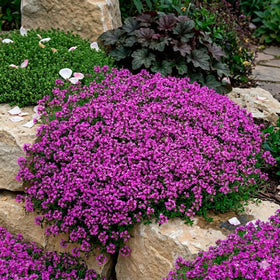 Marde Ross & Company Creeping Thyme seeds form a dense ground cover for lush landscapes.