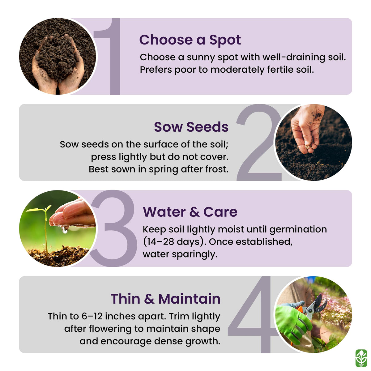 Marde Ross & Company Creeping Thyme seeds are grown in the USA for quality provenance.