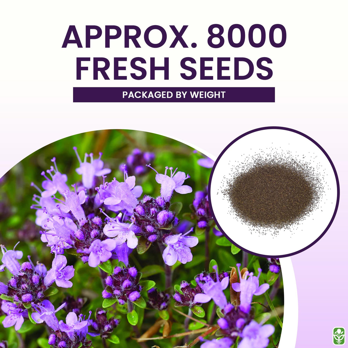 Marde Ross & Company Creeping Thyme seeds for walkways between pavers with subtle greenery.