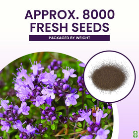 Marde Ross & Company Creeping Thyme seeds for walkways between pavers with subtle greenery.