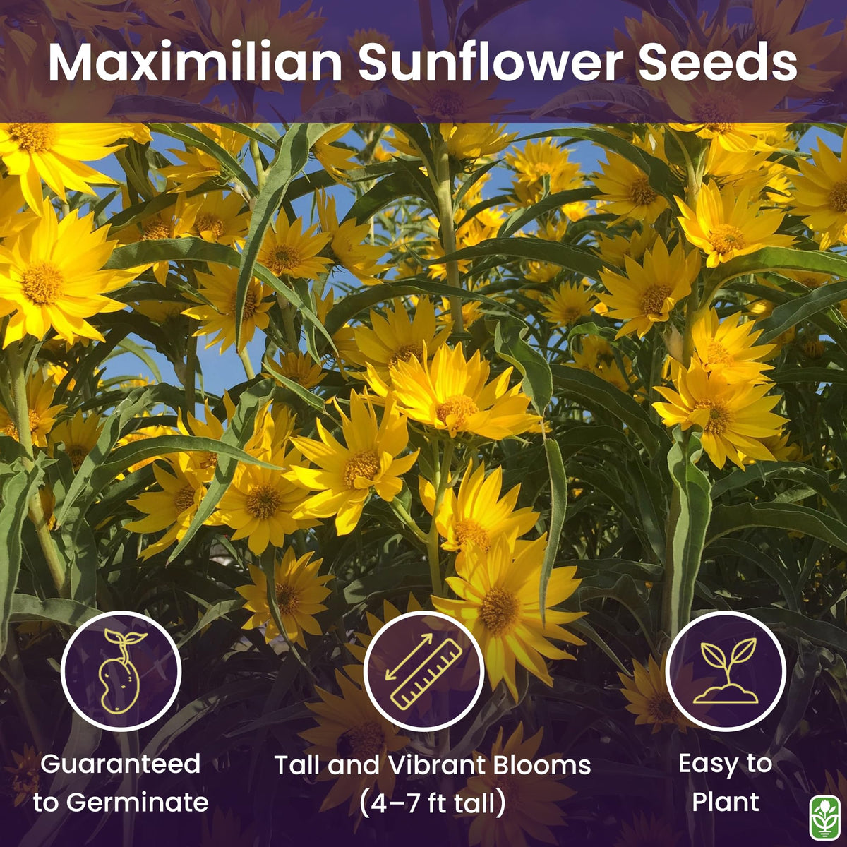 Marde Ross & Company Maximilian Sunflower seeds, hand view shows seed quality for planting