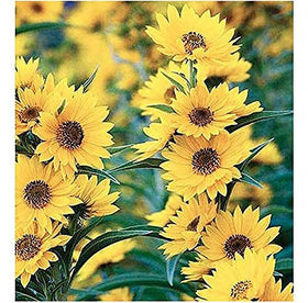 Marde Ross & Company Maximilian Sunflower seeds packaging label close-up for native garden planting