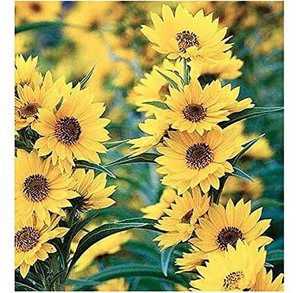 Marde Ross & Company Maximilian Sunflower seeds packaging label close-up for native garden planting