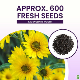 Marde Ross & Company Maximilian Sunflower seeds sowing on soil demonstration