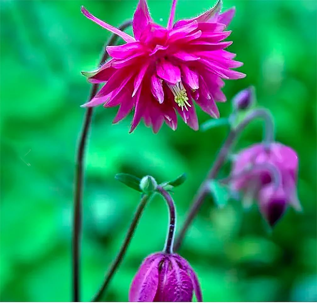 Marde Ross & Company McKana Giant Columbine thriving in a sunny garden border.