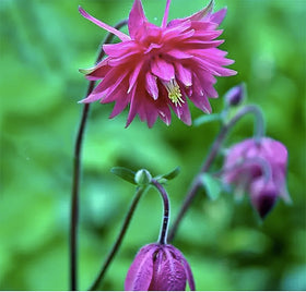 Marde Ross & Company McKana Giant Columbine thriving in a sunny garden border.
