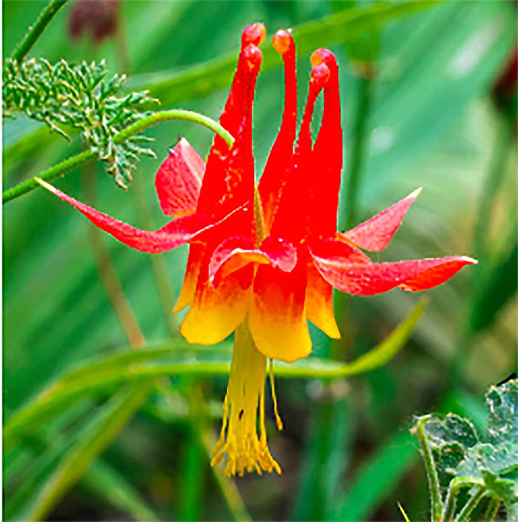 Spring bloom of McKana Giant Columbine adds vertical color to beds.