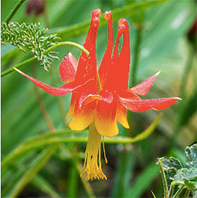 Spring bloom of McKana Giant Columbine adds vertical color to beds.