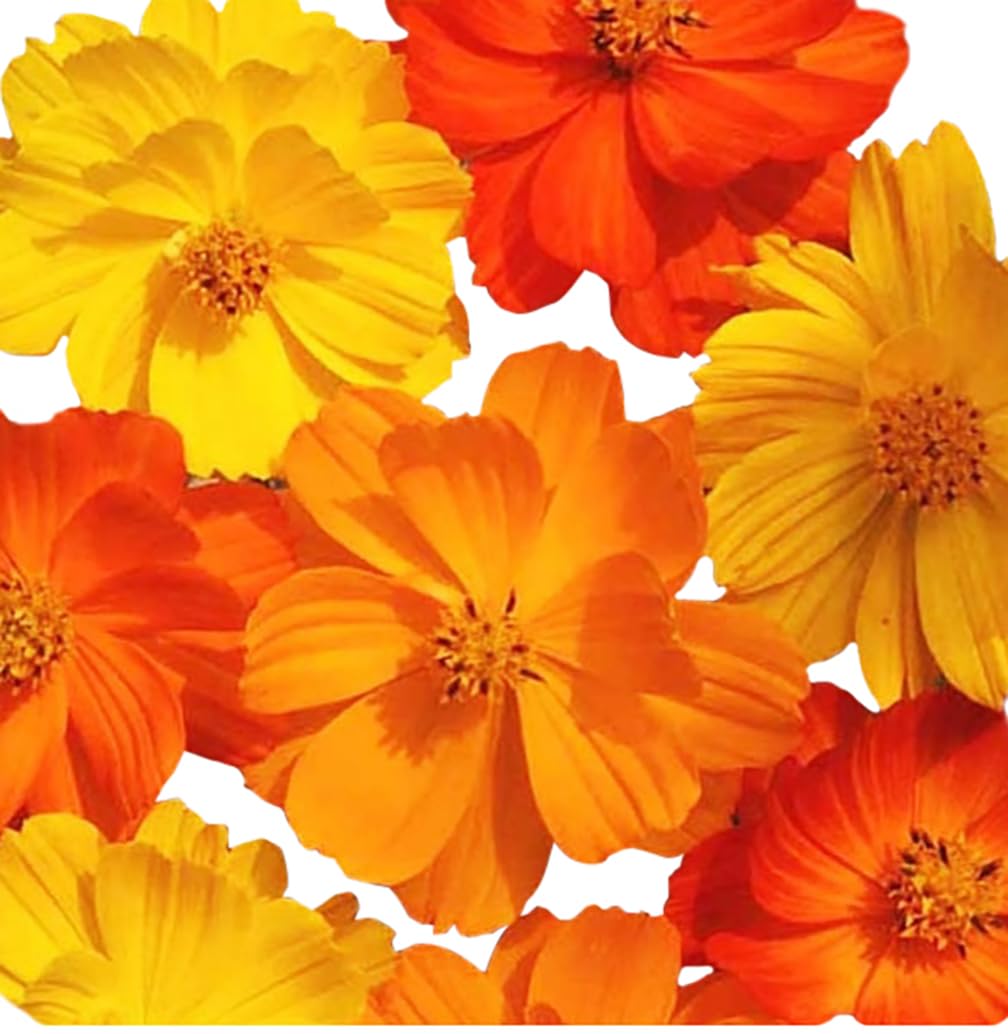 Marde Ross Cosmos bloom close-up shows bright petals ideal for sunny borders.