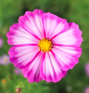 Marde Ross Cosmos Candystripe germination without light, ideal for direct sow.