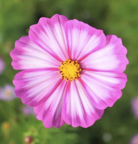 Marde Ross Cosmos Candystripe germination without light, ideal for direct sow.