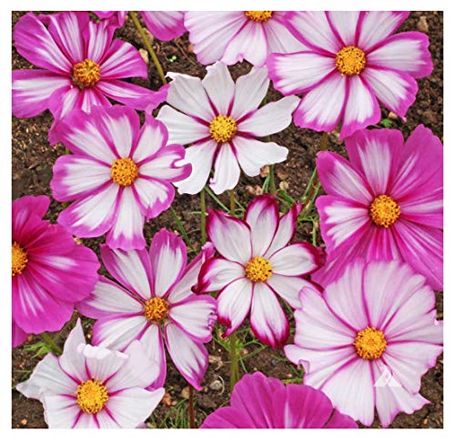 Marde Ross Cosmos Candystripe seeds pack ready for sowing in sunny garden beds.