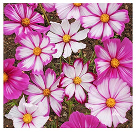 Marde Ross Cosmos Candystripe seeds pack ready for sowing in sunny garden beds.