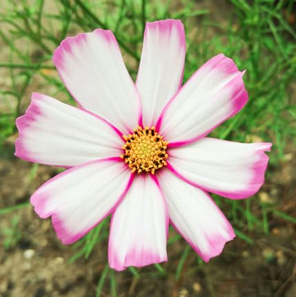Marde Ross Cosmos Candystripe sowing depth, cover with 1/4 inch soil.