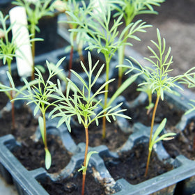 Marde Ross cosmos great for borders, containers, or cottage garden style.
