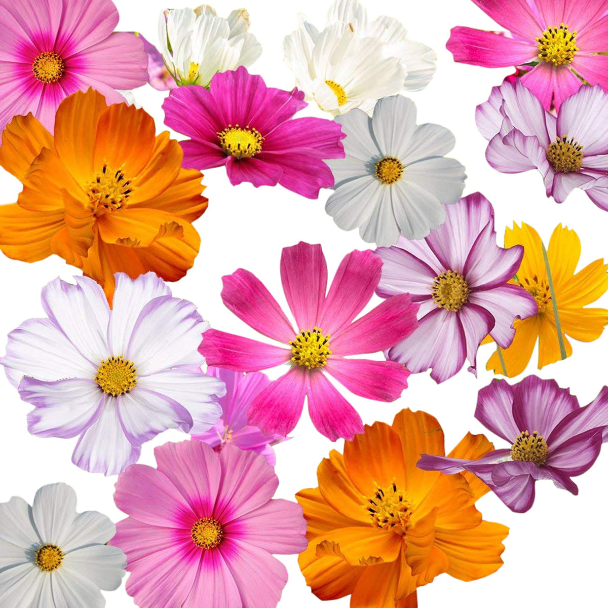 Marde Ross cosmos flourish in full sun to partial shade with drought tolerance.