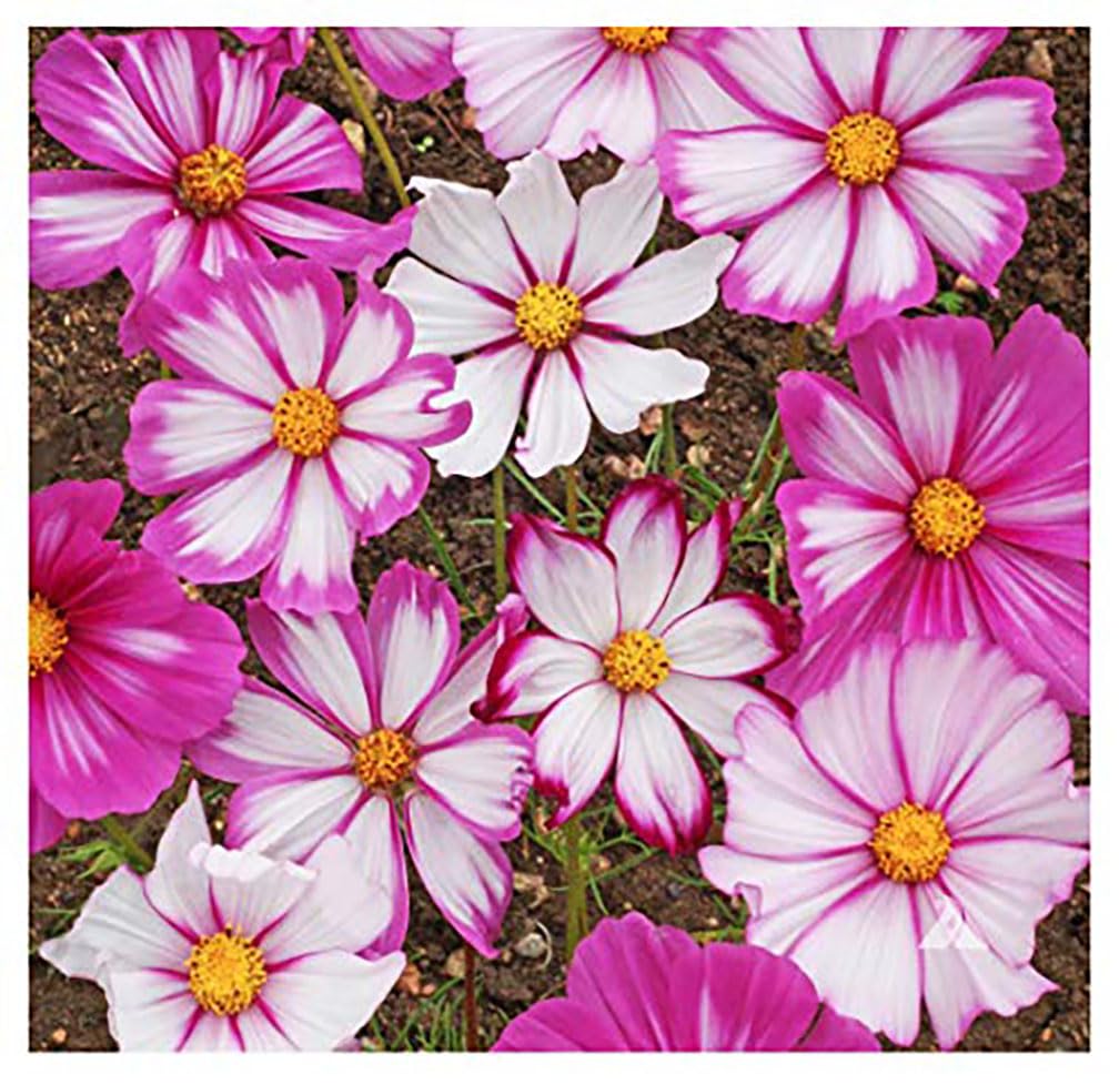 Marde Ross cosmos germination without light promotes quick start.
