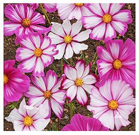 Marde Ross cosmos germination without light promotes quick start.