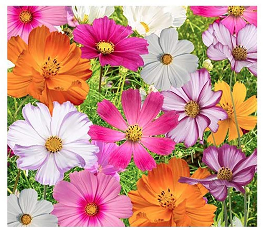 Marde Ross Cosmos seeds 11-varieties pack for vibrant garden color.