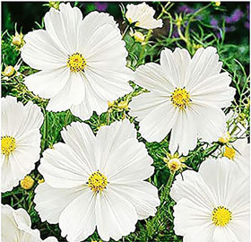 Marde Ross Cosmos seeds direct sow into beds for easy color.