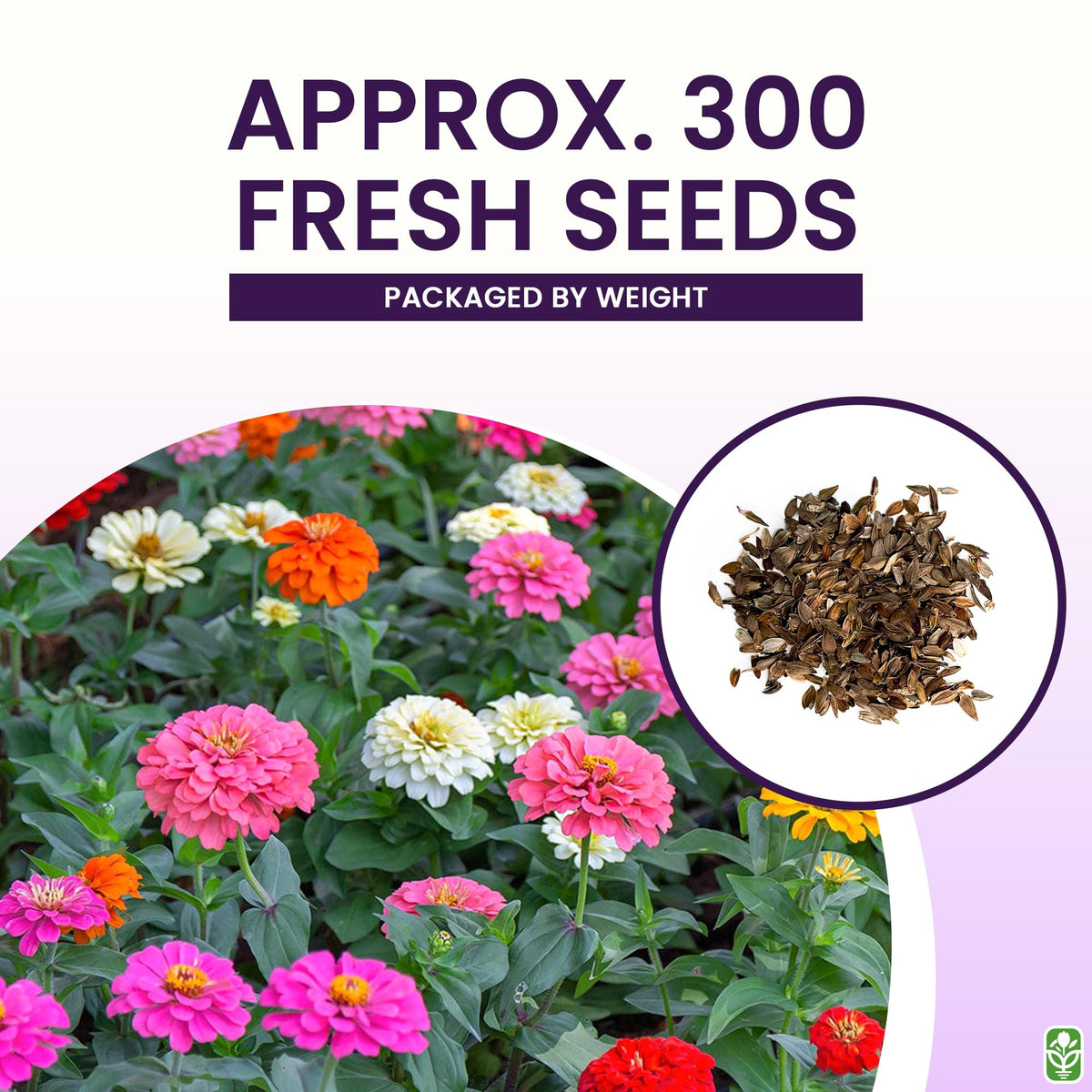 Cut-and-come-again zinnias on 24–36 inch stems for seasonal bouquets