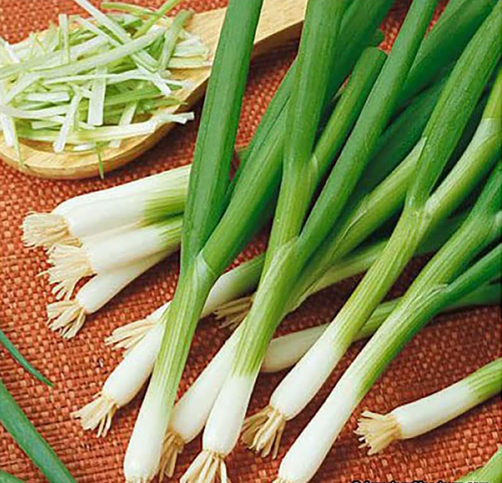 Marde Ross and Company delicious salad green onion seeds for fresh, quick harvest.