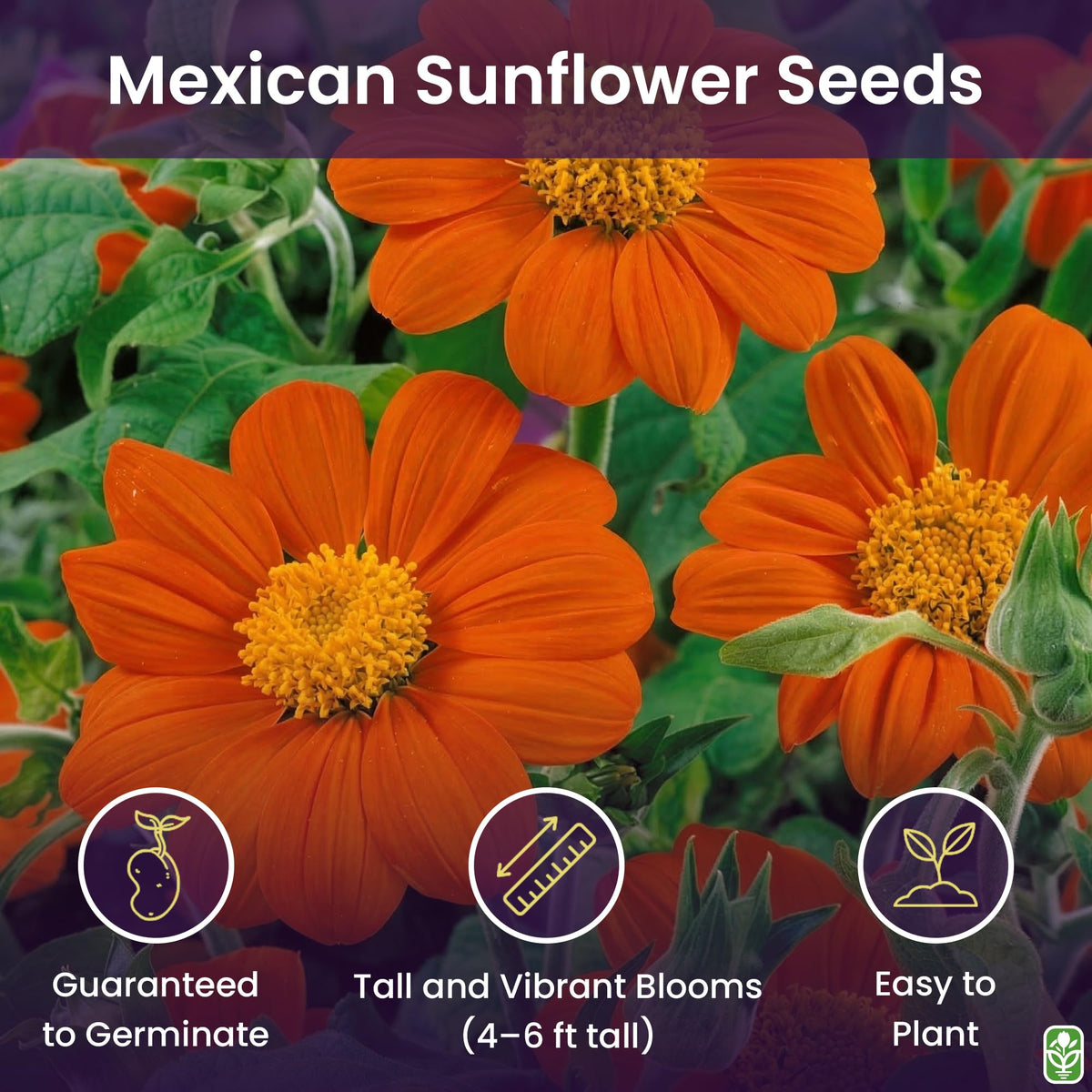 Mexican Sunflower Seeds by Marde Ross; direct sow to grow bold, tall blooms.
