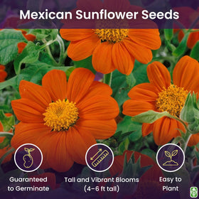 Mexican Sunflower Seeds by Marde Ross; direct sow to grow bold, tall blooms.