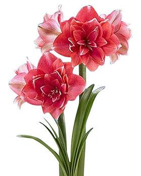 Marde Ross Double Pink Amaryllis bulb ready for indoor winter blooms