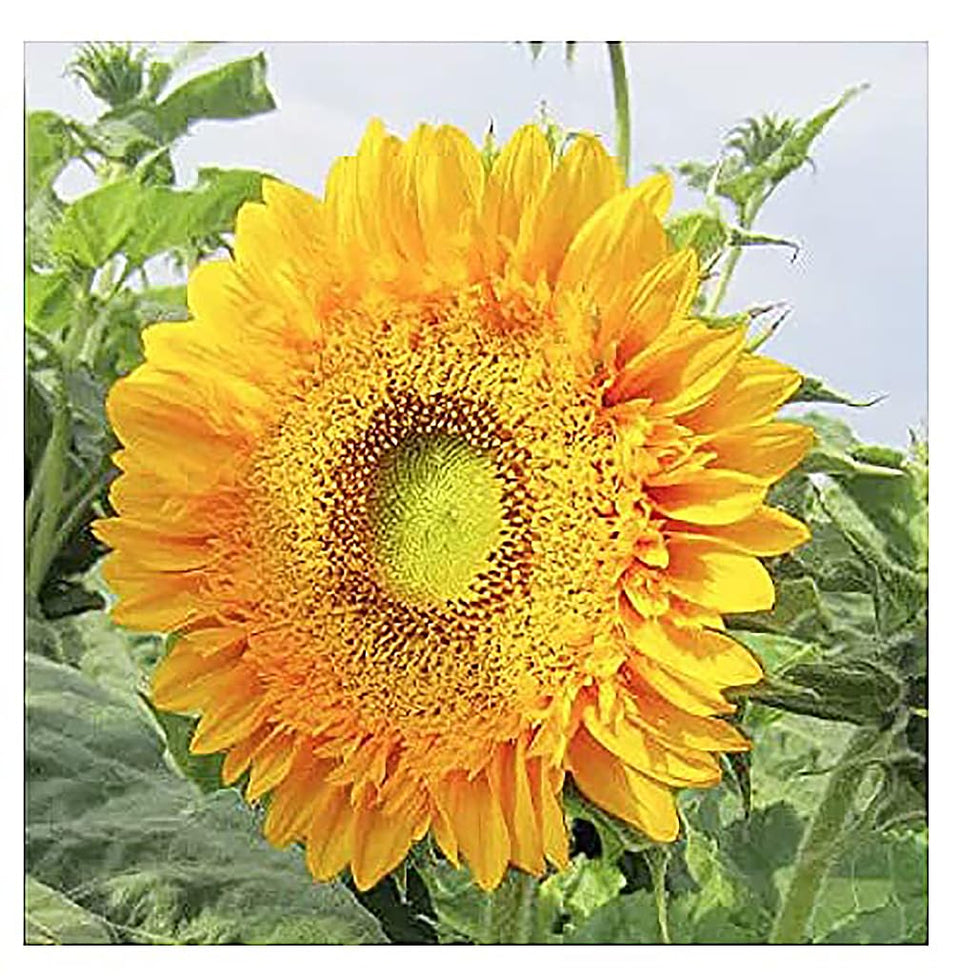 Marde Ross & Company Double Sunflower seeds bloom close-up for vibrant bouquets.