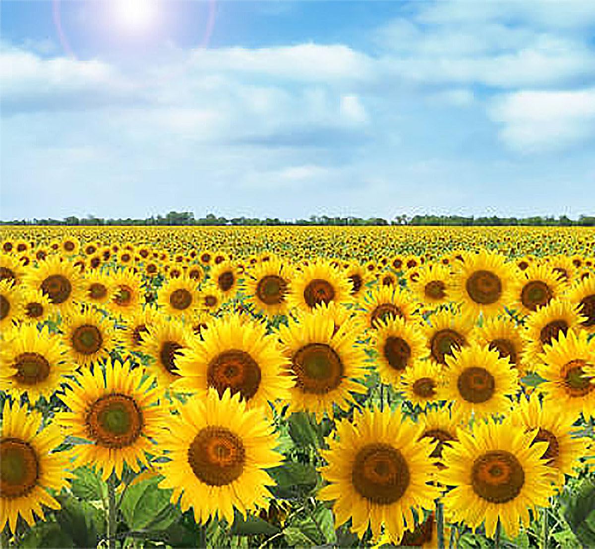Marde Ross & Company Double Sunflower seeds cut flower inspiration and height.