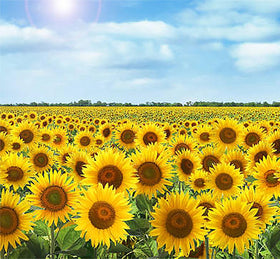 Marde Ross & Company Double Sunflower seeds cut flower inspiration and height.