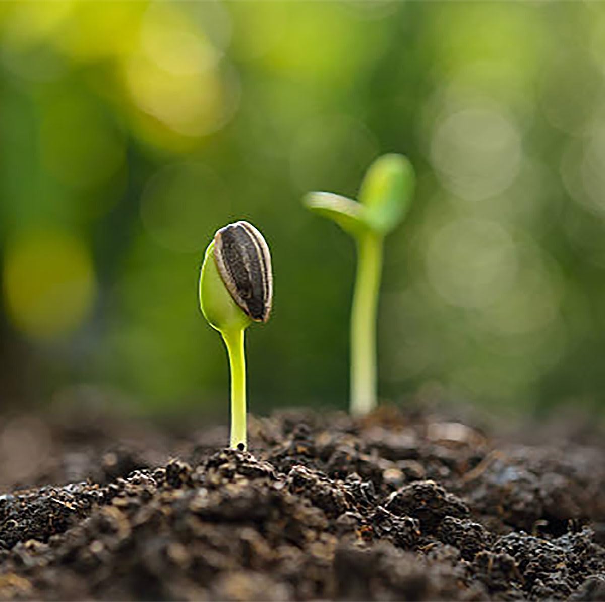 Marde Ross & Company Double Sunflower seeds garden planting detail for bold color.