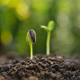Marde Ross & Company Double Sunflower seeds garden planting detail for bold color.