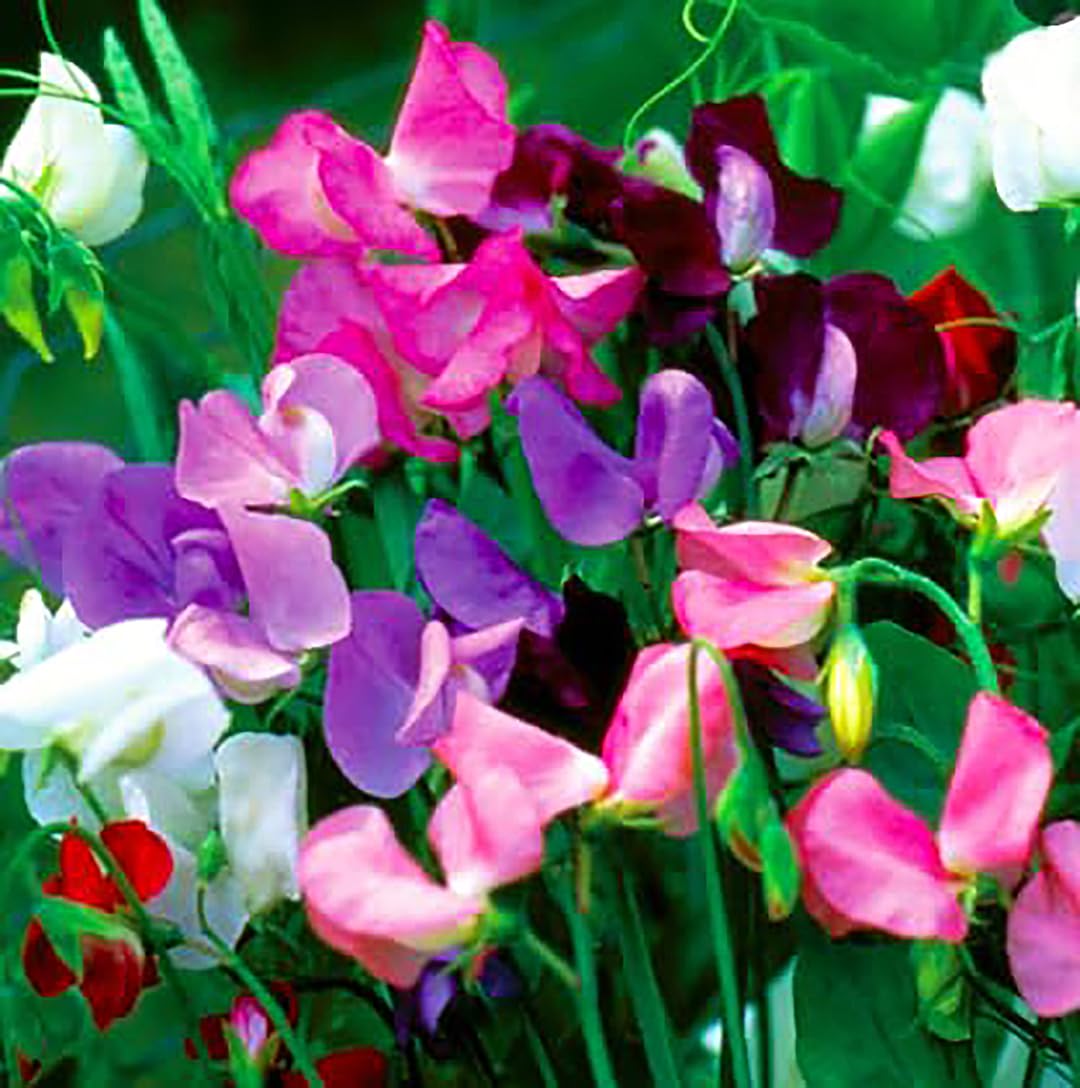 Marde Ross Dwarf Bijoux planting depth 1 inch promotes even germination.
