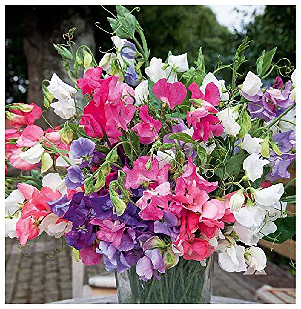 Marde Ross Dwarf Bijoux seeds pack for versatile containers and beds.
