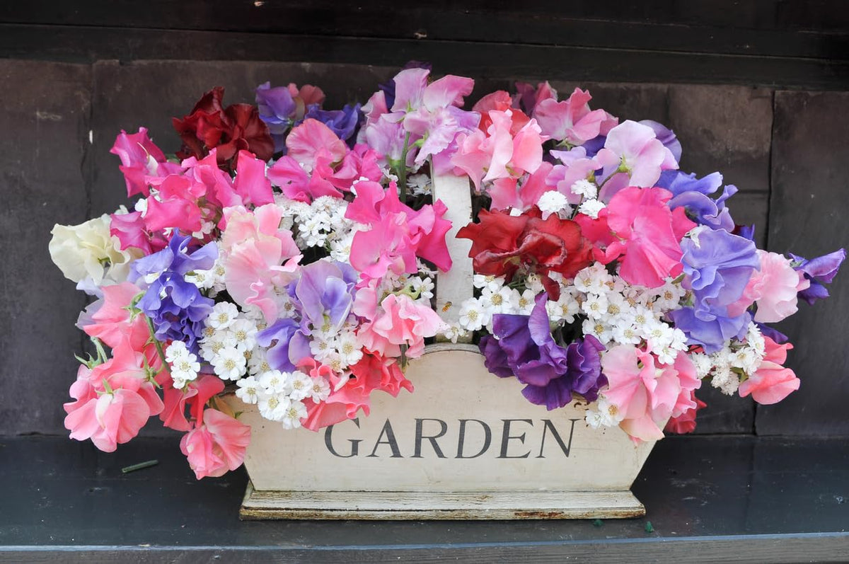 Marde Ross Dwarf Bijoux sweet pea blooms brighten beds with color.