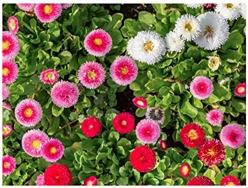 Marde Ross English Daisy adds alpine garden accents with soft color.