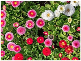 Marde Ross English Daisy adds alpine garden accents with soft color.