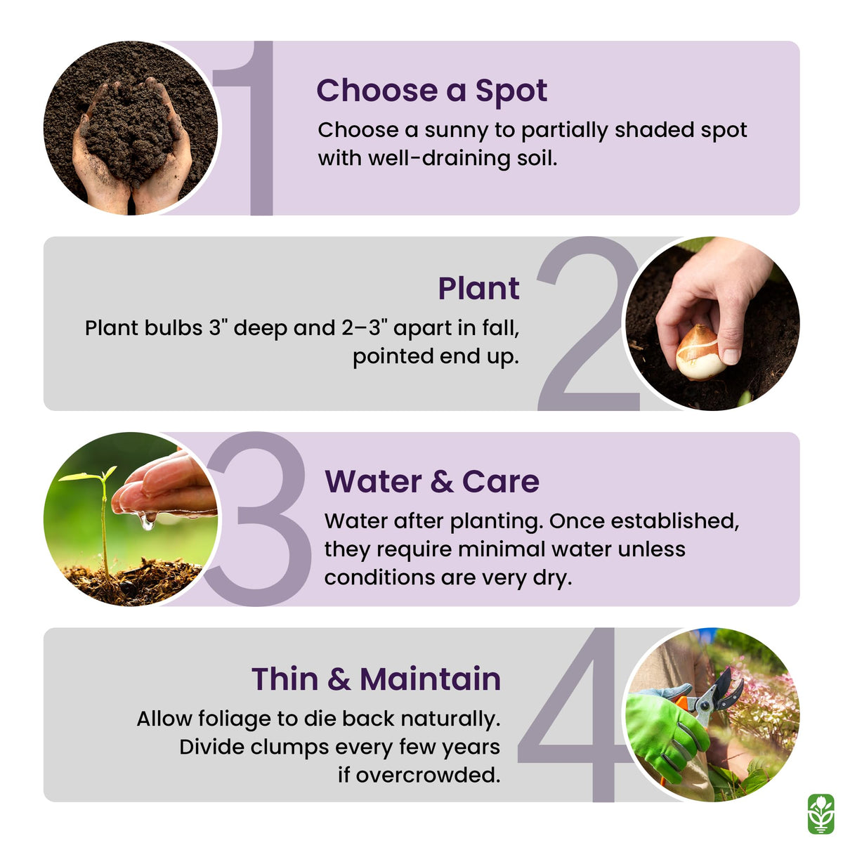 Fall planting of grape hyacinth bulbs with soil ready for roots