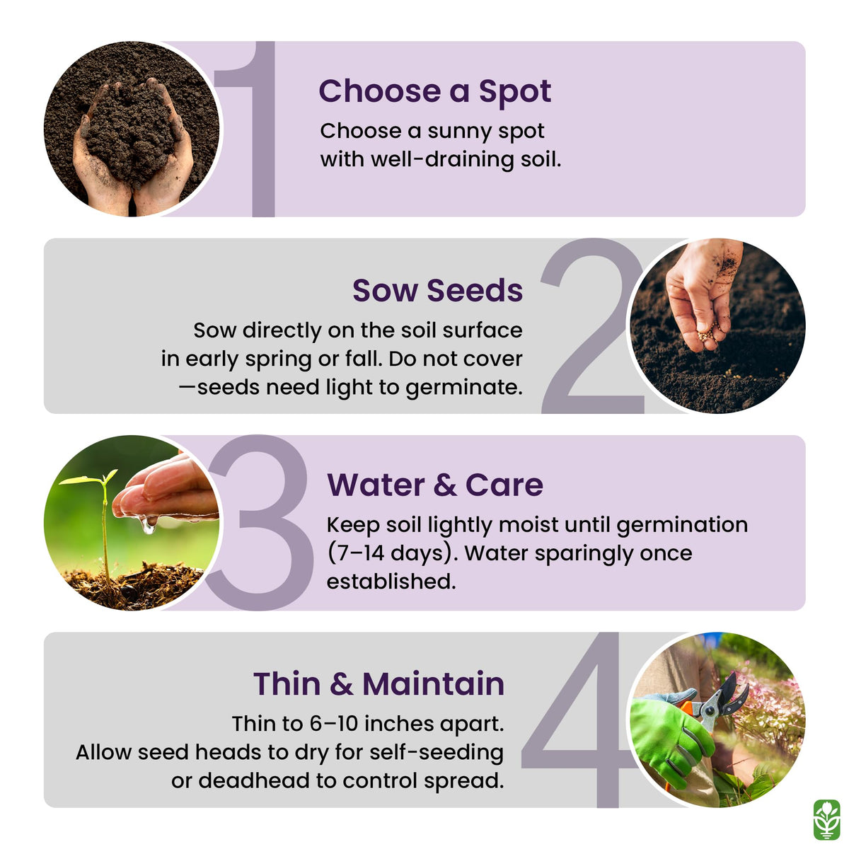 Marde Ross fall sowing in sunlit soil supports reliable germination.