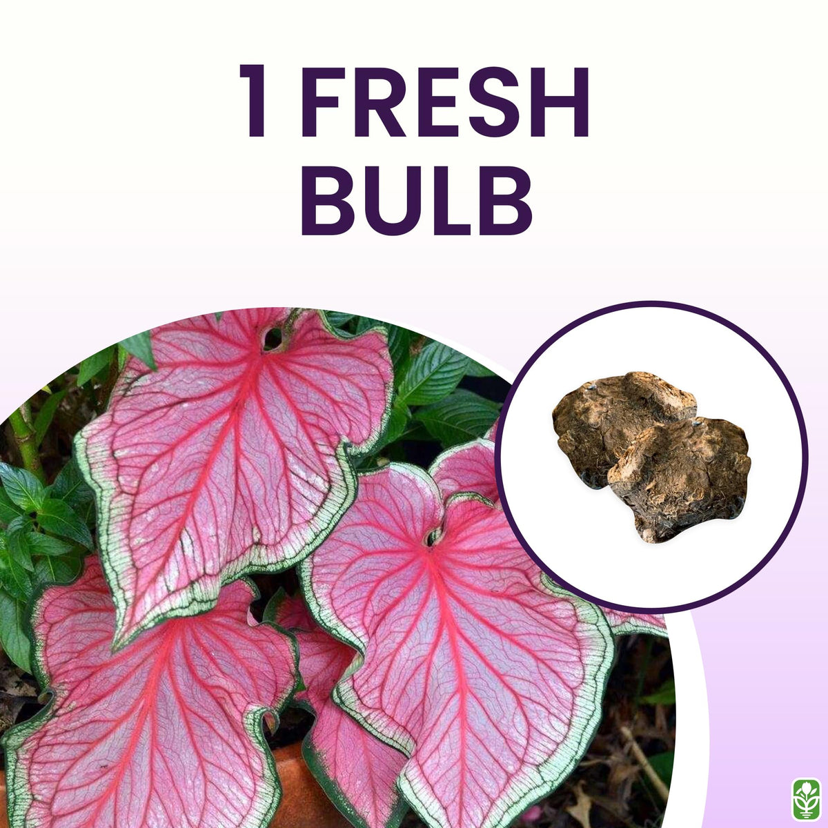 Close-up pink strap foliage from Florida Sweetheart caladium for striking yard accents.