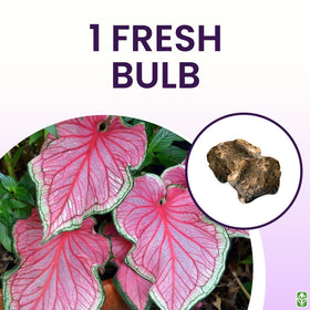 Close-up pink strap foliage from Florida Sweetheart caladium for striking yard accents.