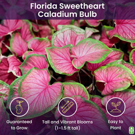 Marde Ross Florida Sweetheart pink strap leaves add vibrant color to pots.