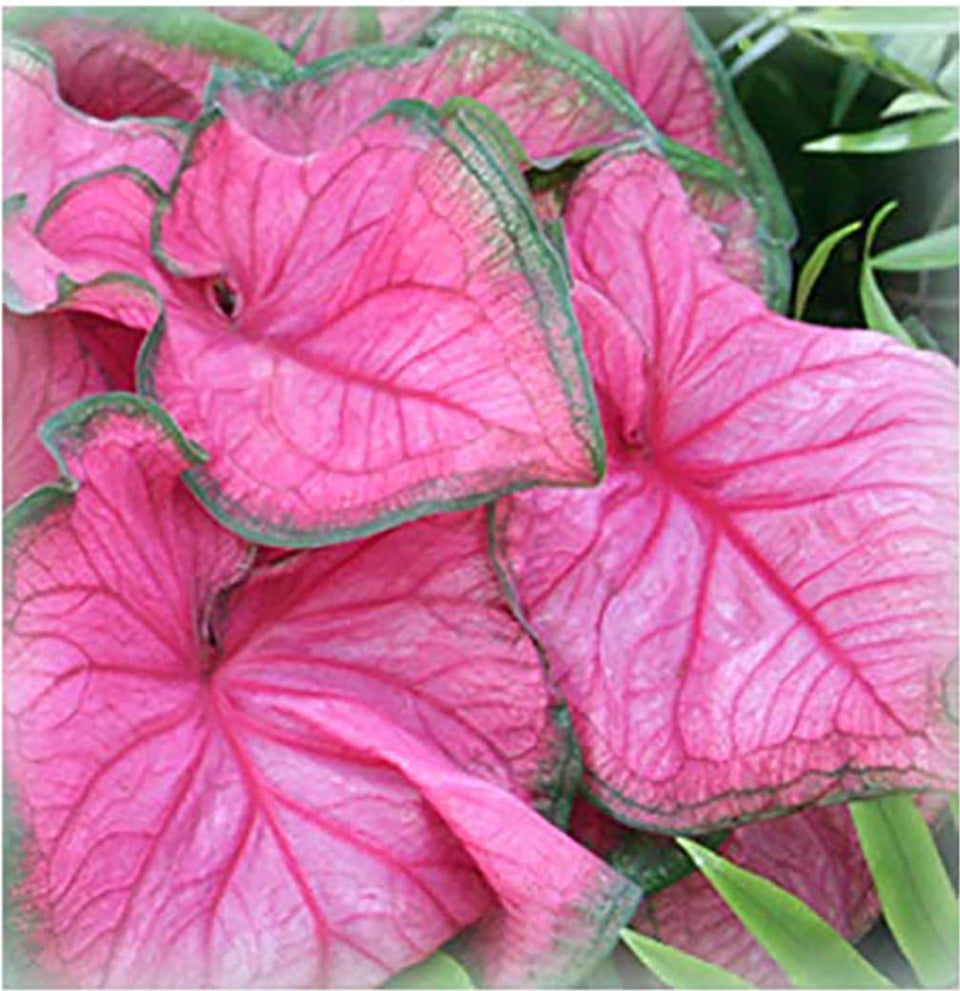 Marde Ross Florida Sweetheart pink strap root ready for shaded garden beds.