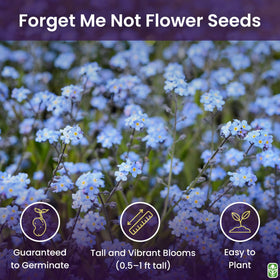 Marde Ross Forget Me Not seeds show compact 6-12 inch tall clusters.