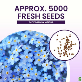 Marde Ross Forget Me Not seeds with blue blooms and yellow centers.