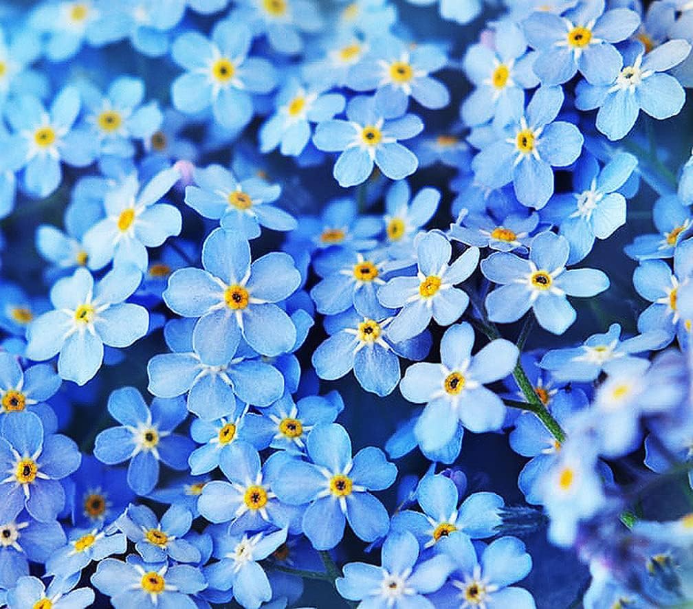 Marde Ross Forget Me Not seeds display sky-blue blooms for borders.