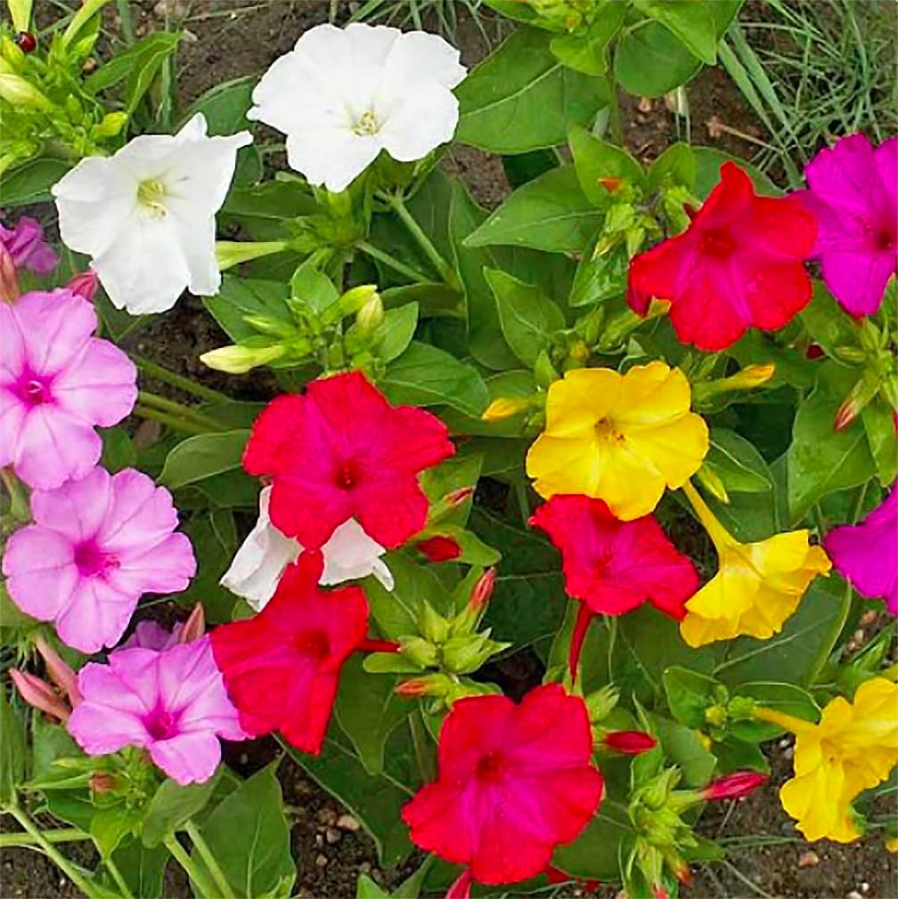 Marde Ross Four O’Clock border bed blooms at dusk add fragrant color.